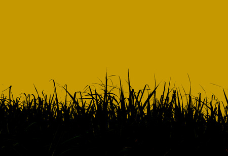 silhouette of sugar cane leaf orange sunset backgroundの写真素材