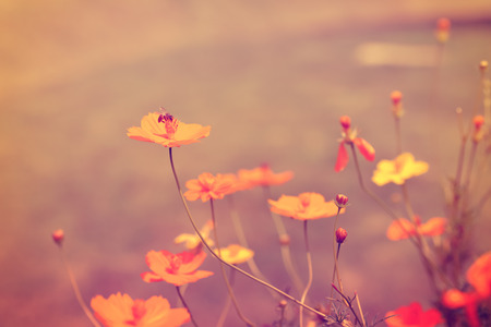 flower and bee vintage filterの写真素材