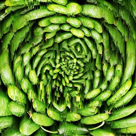 abstract pattern from many fresh organic cucumbers at a farmers marketの写真素材
