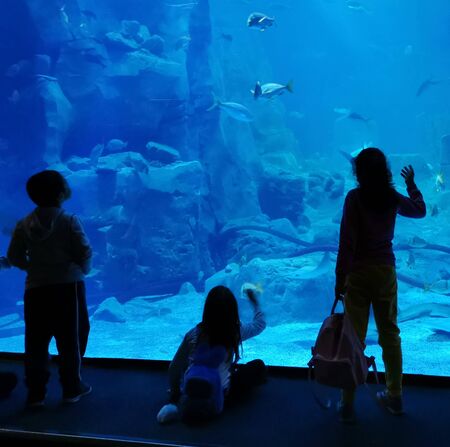aquarium watchers silhouette against turquoise clear water Istanbul turkeyの写真素材