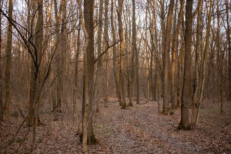 Spring in the forest. A lot of trees.の写真素材
