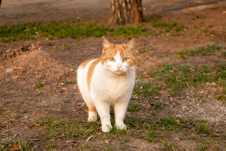 Homeless cats. Cats walk along the street.の写真素材
