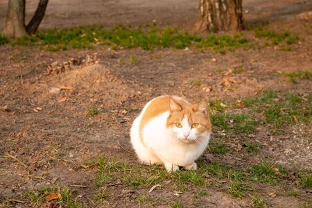 Homeless cats. Cats walk along the street.の写真素材