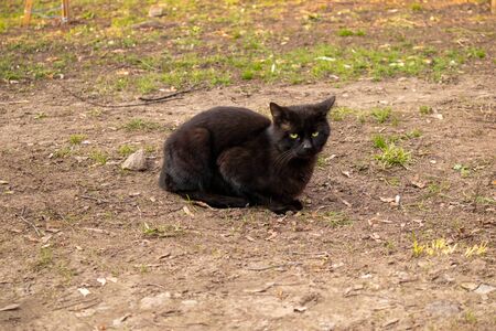 Homeless cats. Cats walk along the street.の写真素材