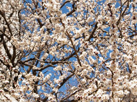 Blooming apricot. Sunny spring day.の写真素材