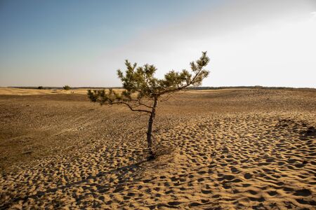 Lonely pine tree. A tree in the desert. Pine in the desert.の写真素材