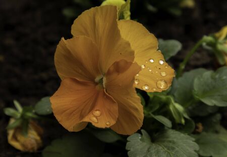 The Garden Pansy are ornamental hybrid plants, cultivated for their showy flowers, obtained from the wild species Viola tricolor hortensis.の写真素材