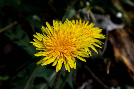 Yellow dandelion, taraxacum officinale, flower on spring meadow.の写真素材