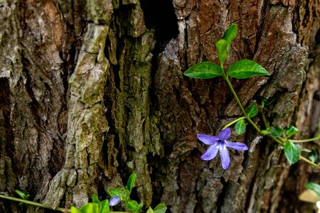 Purple blue flowers of periwinkle vinca minor in spring garden.の写真素材