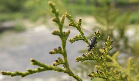A firefly sits on a thuja branch in the garden in the evening.の写真素材