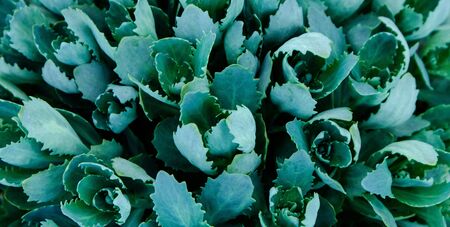 Green leaf texture. Leaf texture background. Succulentus.