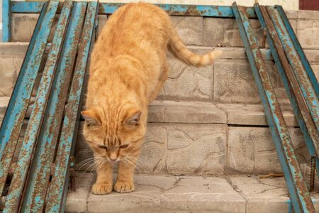 Street red cat walks along the steps of the staircase.の写真素材