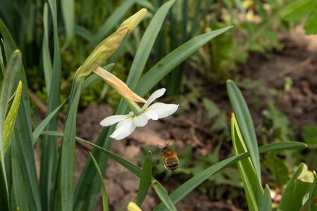 White daffodil with a bumblebee. Pollination of flowers.の写真素材
