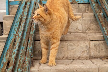 Street red cat walks along the steps of the staircase.の写真素材