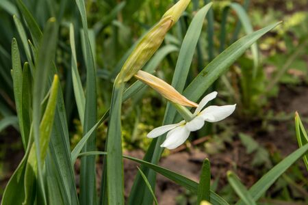 White daffodil in the garden. Spring flowers.の写真素材