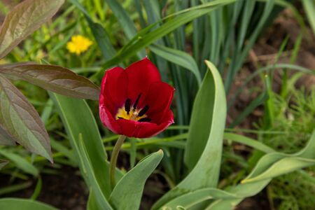 Red tulips in the garden on a green background.の写真素材