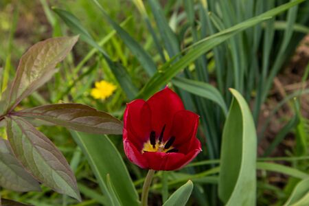 Red tulips in the garden on a green background.の写真素材
