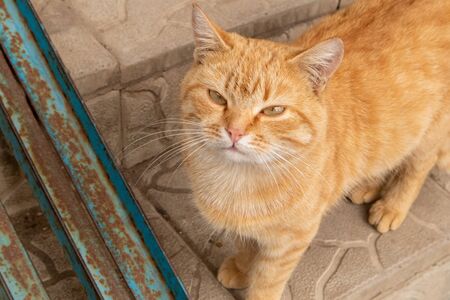 Street red cat walks along the steps of the staircase.の写真素材
