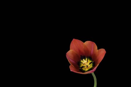 Beautiful red tulips on a black background. Tulip in the dark.の写真素材