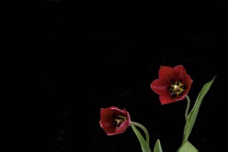 Beautiful red tulips on a black background. Tulip in the dark.の写真素材