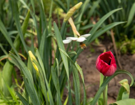 Red tulips in the garden on a green background.の写真素材