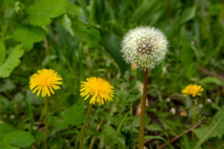 Yellow dandelion, taraxacum officinale, flower on spring meadow.