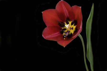 Beautiful red tulips on a black background. Tulip in the dark.の写真素材