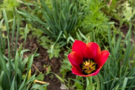 Red tulips in the garden on a green background.の写真素材