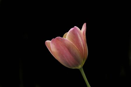 Beautiful red tulips on a black background. Tulip in the dark.の写真素材