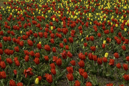 Tulip Field. Beautiful field of red and yellow tulips.の写真素材