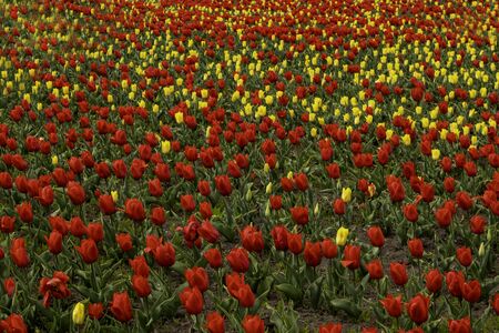Tulip Field. Beautiful field of red and yellow tulips.の写真素材