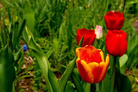 Red tulips in the garden on a green background.の写真素材