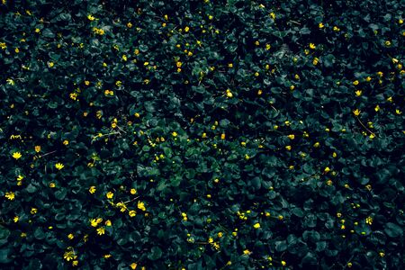 Abstract texture of green leaves and yellows. Caltha palustris flower