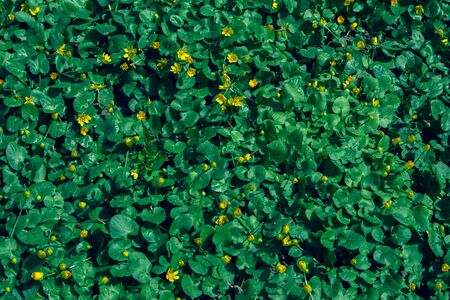 Abstract texture of green leaves and yellows. Caltha palustris flowerの写真素材