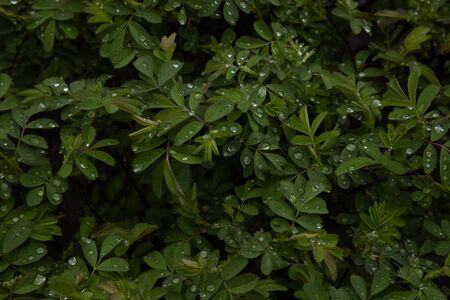 Wild rose after rain. Raindrops on a dogrose. Rosehip Leaves. Texture.の写真素材