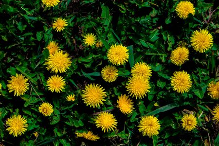 Dandelion field. Dandelion blossom in green grass on the field.の写真素材