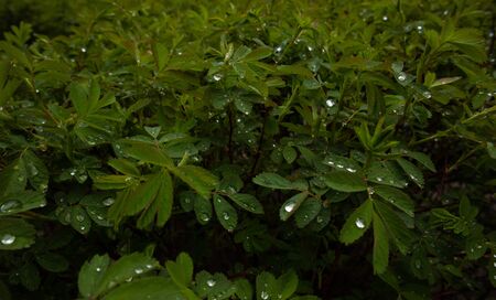 Wild rose after rain. Raindrops on a dogrose. Rosehip Leaves. Texture.の写真素材