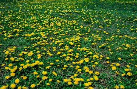 Dandelion field. Dandelion blossom in green grass on the field.の写真素材