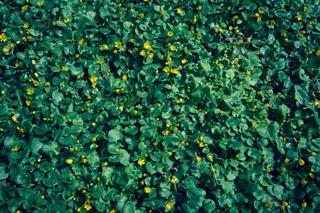 Forest flowers. Caltha palustris. Yellow flowers in the forest. Beautiful nature.の写真素材