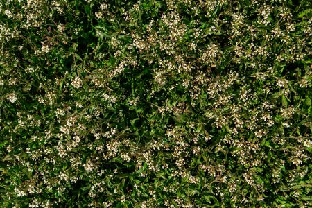 Green texture of wildflowers. Flowering meadow. Nature texture.の写真素材