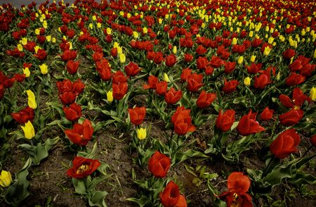 Tulip Field. Beautiful field of red and yellow tulips.の写真素材