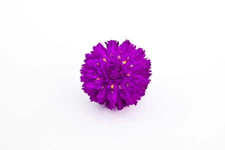 Globe amaranth  flowerの写真素材
