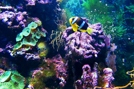 Colorful Coral Reef At The Bottom Of Tropical Sea