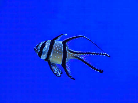 The beautiful Banggai cardinalfish Longfin cardinalfish, Kaudern's cardinal in marine aquarium. Pterapogon kauderni is a small tropical fish in the family Apogonidaeの写真素材