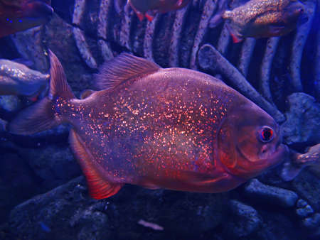 Red-bellied piranha Pygocentrus nattereri freshwater fish, family: Serrasalmidae, region: South America.の写真素材