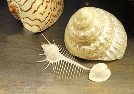 The unmistakable shell of a Venus Comb murex, a predatory Rock Shell found in the tropical seas...