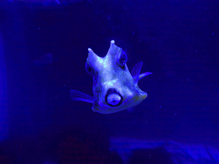Tropical fish - Lactoria Cornuta. Yellow tropical fish in aquarium on blue background. Macro fish...