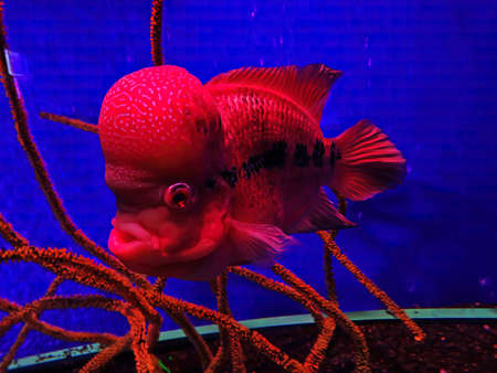 Picture of Flowerhorn Fish Flowerhorn cichlid. A very strange red fish with a big plaque on its head...