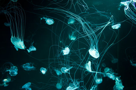 Beautiful jellyfish aesthetic intertwining jellyfish tentacles on a dark background