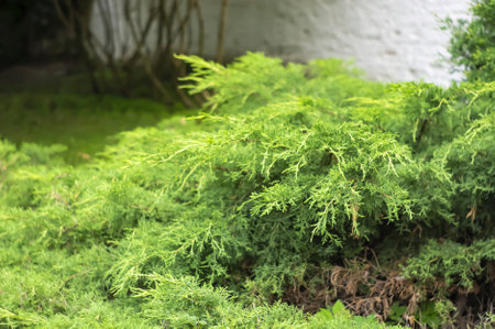 Juniper Gold Star branches - Latin name - Juniperus x pfitzeriana Gold Star